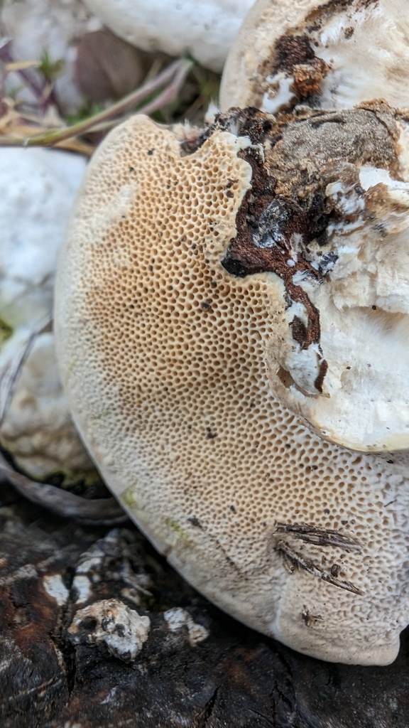 Trametes orientalis · March 2024 · photo: © atsushi_nakajima_cirque (iNaturalist, cc-by)