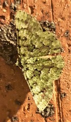 Aeolochroma hypochromaria