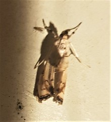 Eudaimonisma batchelorella