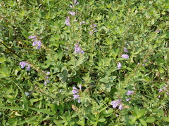 Scutellaria barbata