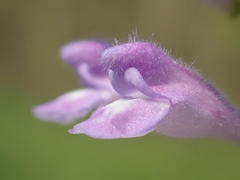 Scutellaria barbata