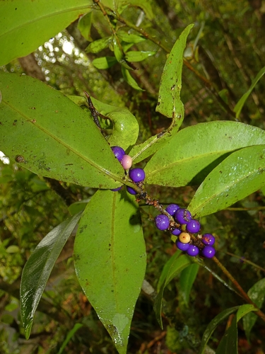 Image of Myrsine subsessilis by (c) Kai Squires, some rights reserved (CC BY)