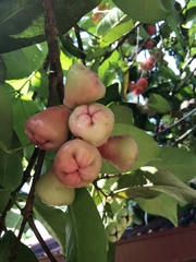 Syzygium malaccense