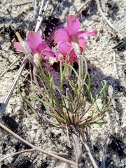 Oxalis polyphylla