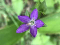 Triodanis biflora