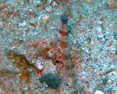 Amblyeleotris periophthalmus