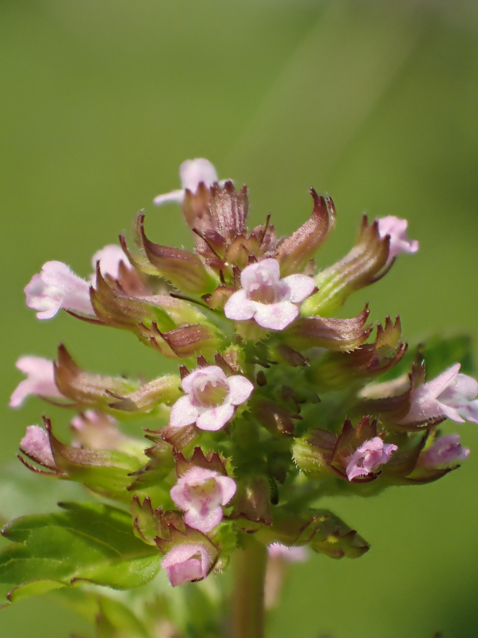 Clinopodium gracile