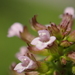 Slender Wild Basil - Photo no rights reserved, uploaded by 葉子