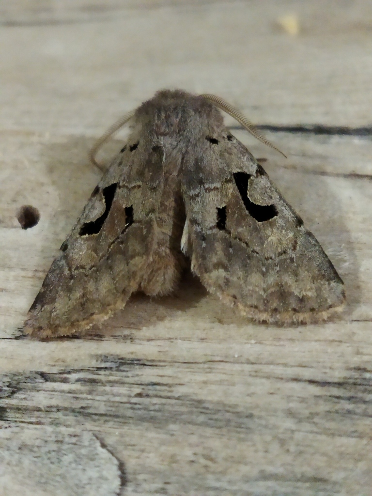 Hebrew Character