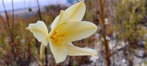 Image of Cyrtanthus leucanthus by (c) Liezl van der Merwe, some rights reserved (CC BY)