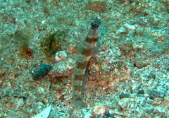 Amblyeleotris periophthalmus