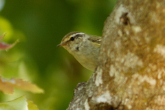 Phylloscopus inornatus