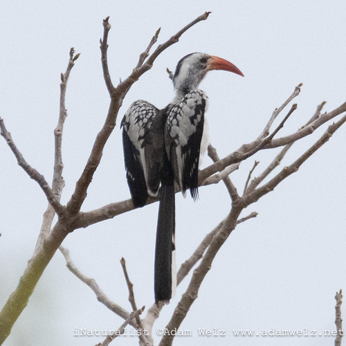 Northern Red-billed Hornbill