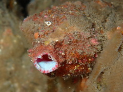 Pink-Siphon Sea Squirt photo 5