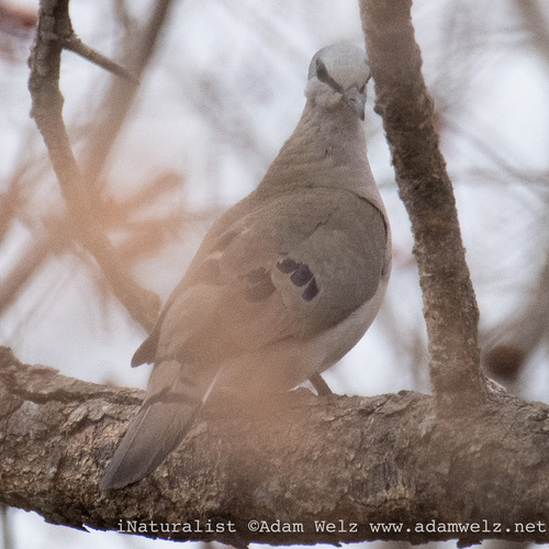 Black-billed Wood-Dove