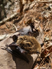 Myotis leibii