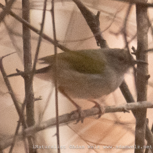Green-backed Camaroptera