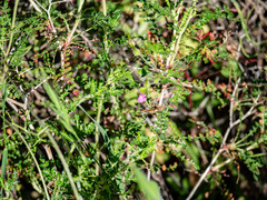 Sanguisorbinae