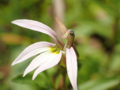 Lobelia chinensis