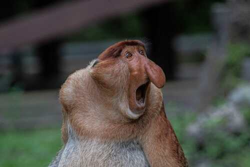 Proboscis Monkey, photo 2 of 10