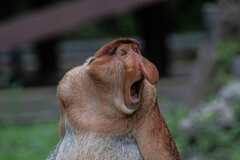 Proboscis Monkey photo 2