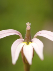 Lobelia chinensis