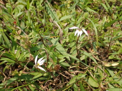 Lobelia chinensis