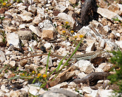 Acanthodactylus schreiberi