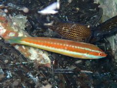 Rainbow Wrasse photo 5