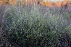 Spiraea thunbergii