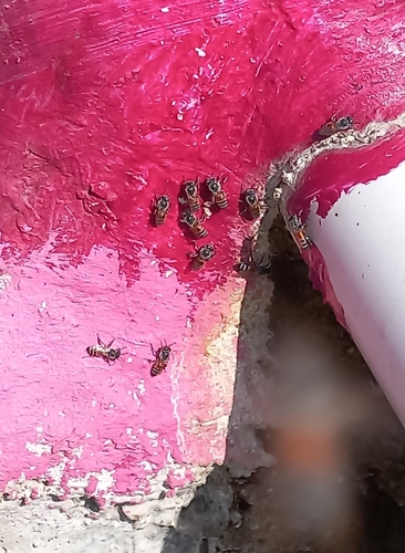 Red Dwarf Honey Bee