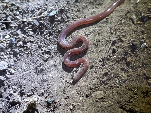 Brahminy Blindsnake