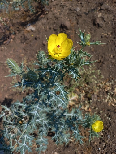 Mexican prickly poppy