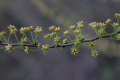 Spiraea thunbergii