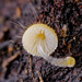 Mycena brunneisetosa - Photo (c) chofungi, μερικά δικαιώματα διατηρούνται (CC BY-NC)