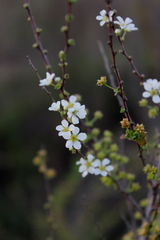 Spiraea thunbergii