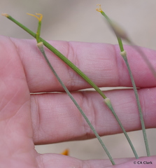 Eschscholzia hypecoides