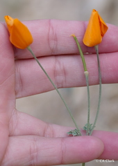 Eschscholzia hypecoides