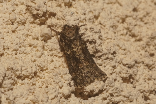 Polyploca ridens