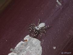 Phintelloides versicolor