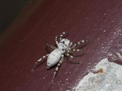 Phintelloides versicolor