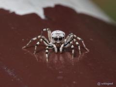 Phintelloides versicolor