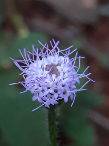 Praxelis kleinioides