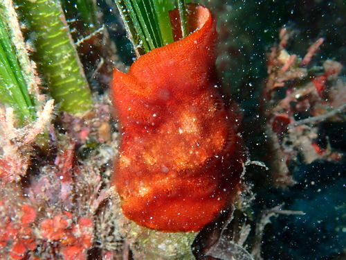 Encrusting Bryozoan