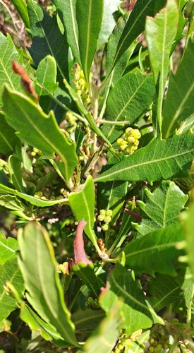 Image of Morella serrata by no rights reserved