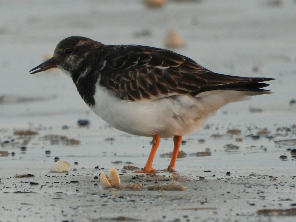 꼬까도요 from 6857 Blåvand, Danmark on 2024년 03월 09일 (토) at 06:21 오후 by Maria · iNaturalist 꼬까도요 (Arenaria interpres)