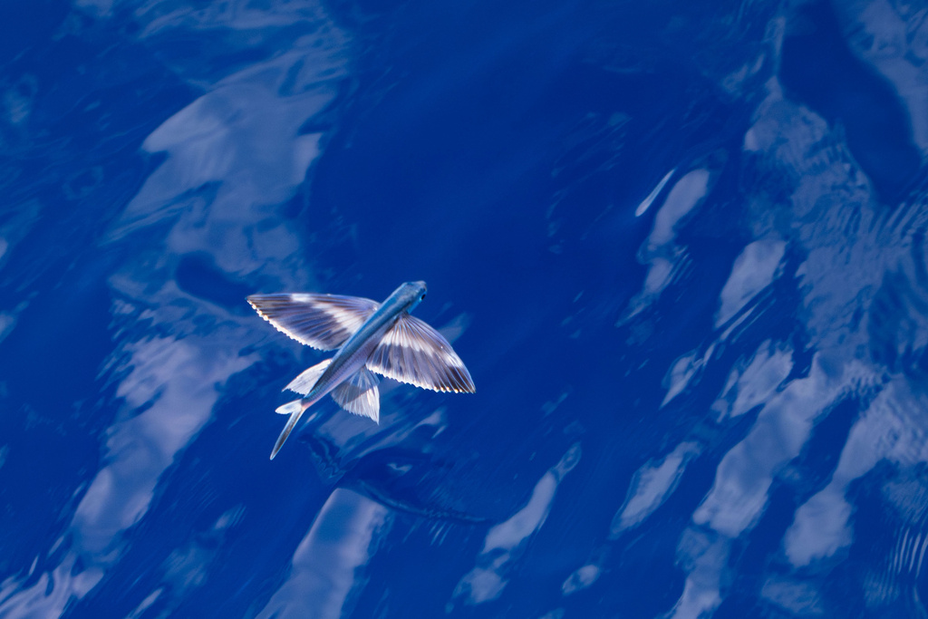 Bandwing Flyingfish from Océano Atlántico Sur on March 8, 2024 at 03:18 ...