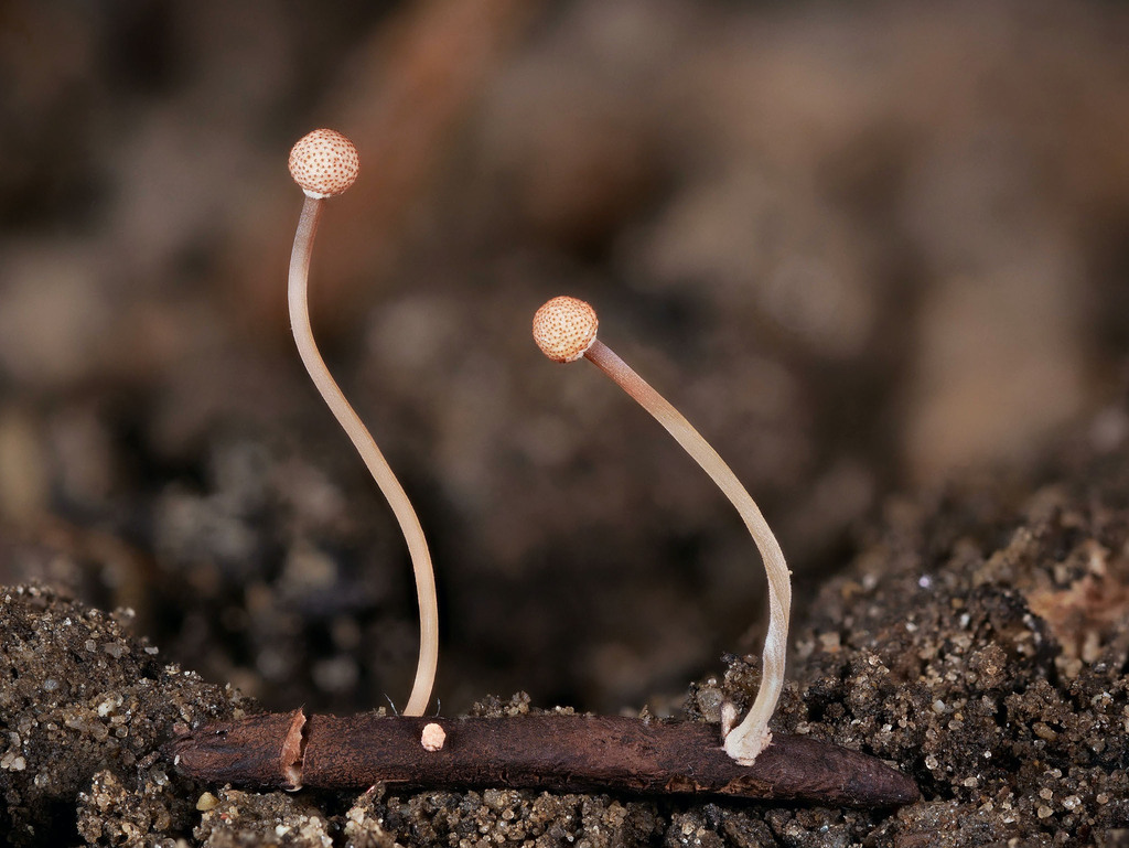 Clavicipitaceae