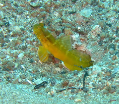 Cryptocentrus sericus