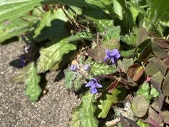 Creeping Bugleweed (Ajuga decumbens)